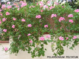 Pelargonium peltatum 1